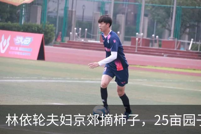 林依轮夫妇京郊摘柿子，25亩园子80多棵柿子树，喜获大丰收